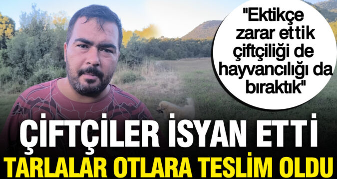 Haber gorseli